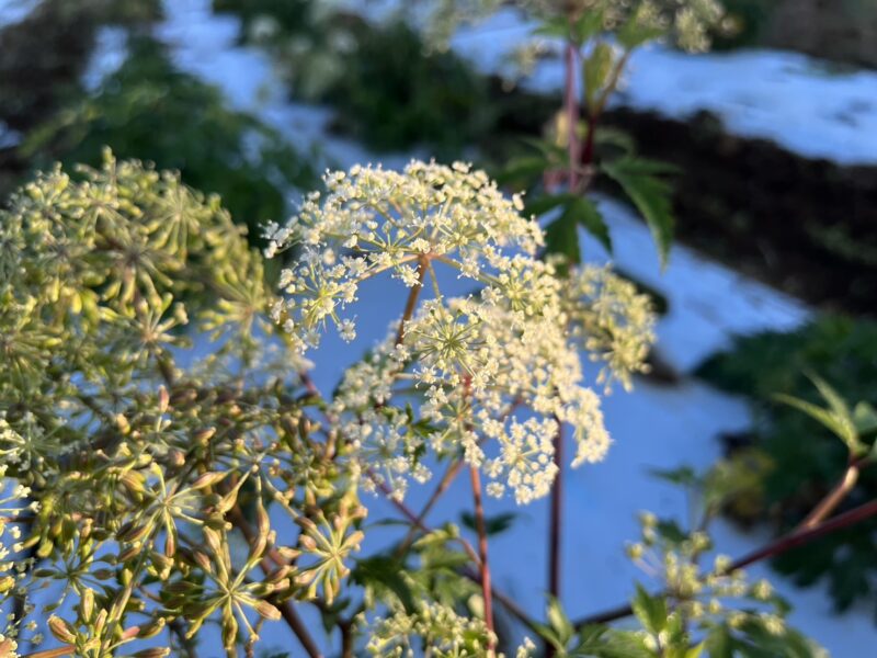 「当帰の湯」入荷しました